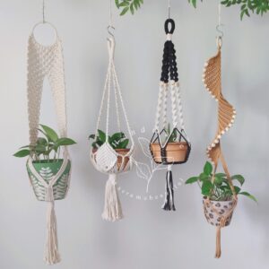 Indoor Succulent and Planter Gift Set